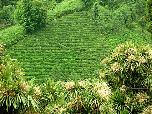 Fotos Rize | Rize